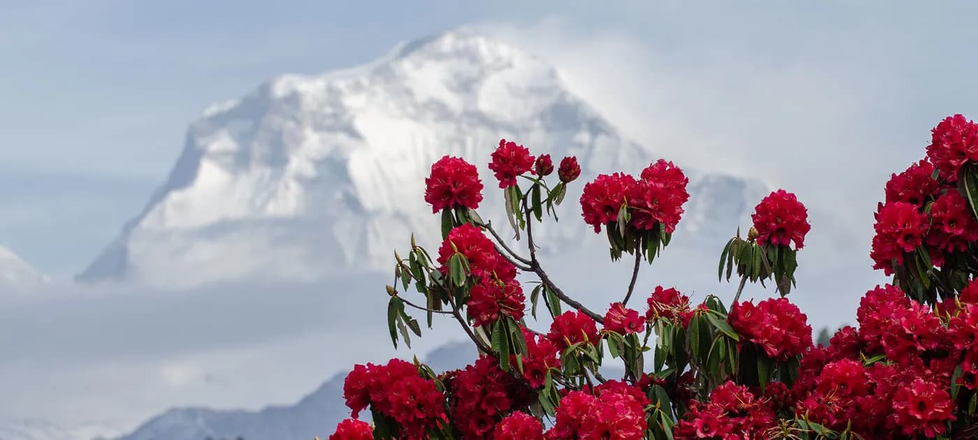 A wide landscape view featuring vibrant red rhododendron flowers in the foreground framing a massive snow-capped peak in Nepal.