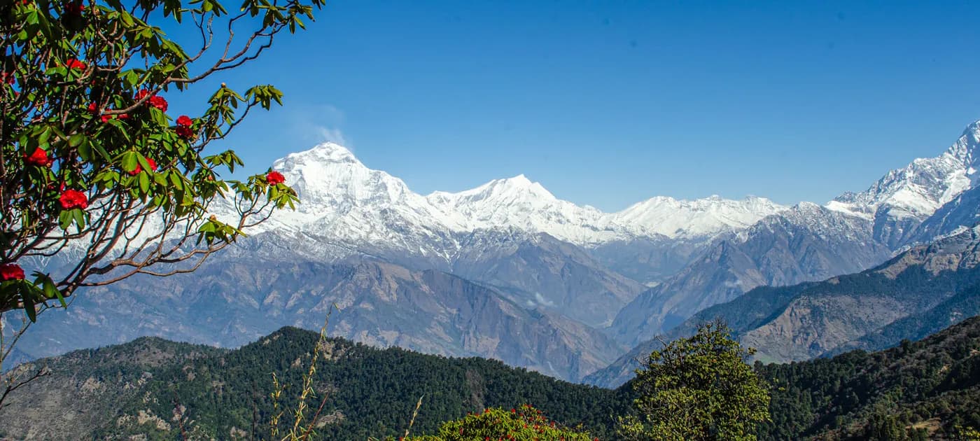 Red rhododendron flowers blooming in the foreground with snow-capped Annapurna mountains in the background