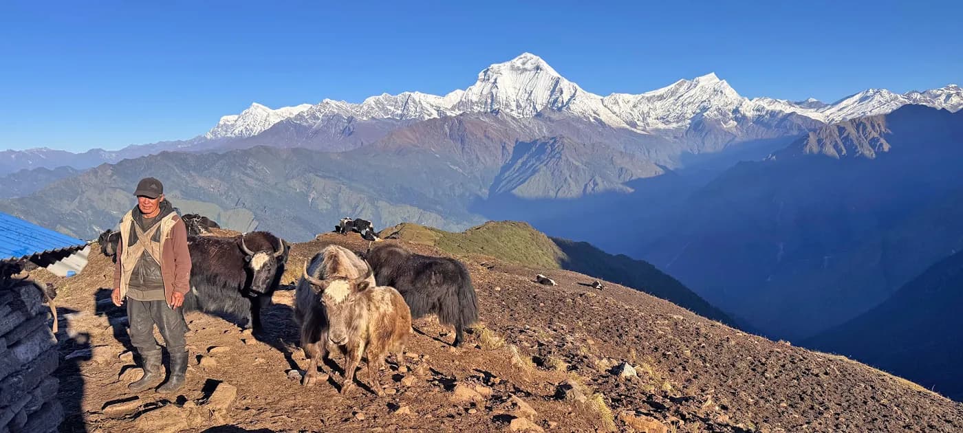 A local Nepalese herder standing outdoors on a mountain slope surrounded by grazing yaks with the Dhaulagiri range behind them.