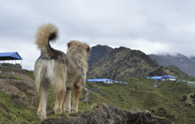 what is tea house nepal trekking