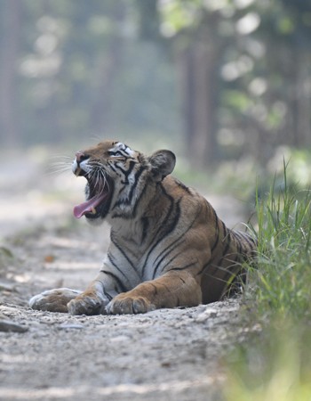 jungle safari in nepal