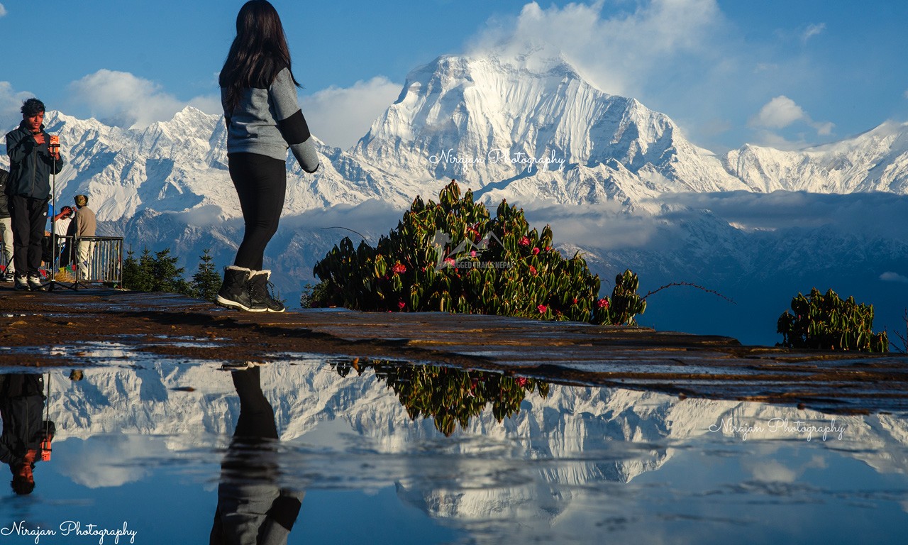 A traveler standing at Poon Hill viewpoint with a stunning reflection of the snow-capped Dhaulagiri mountain in a water puddle during the spring rhododendron season.