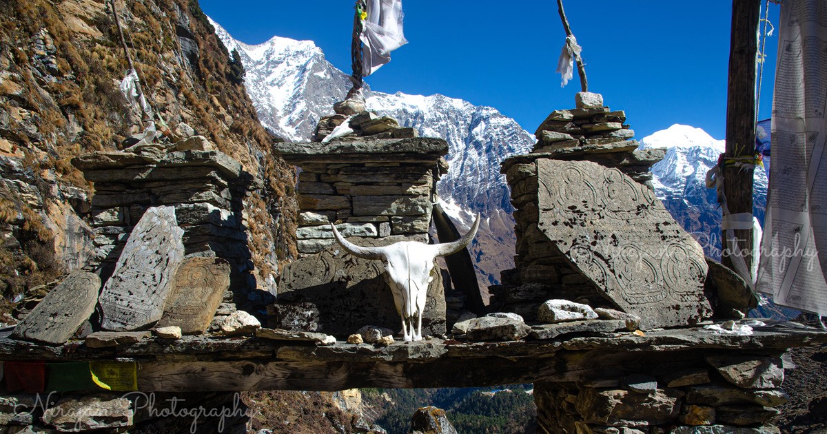 yak bones and chorten above samagaon
