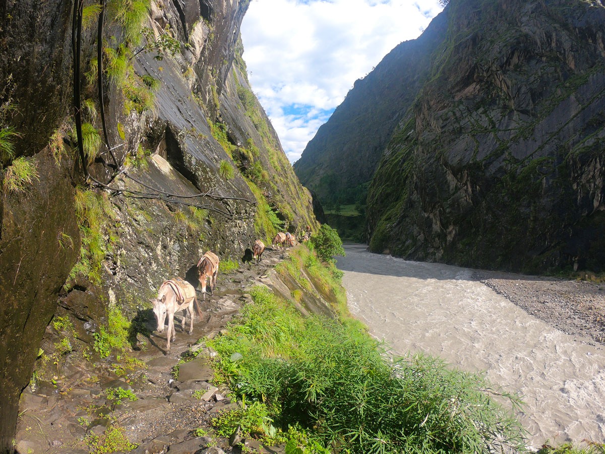 Pack mules carrying supplies on a mountain trail next to a rushing river in Nepal