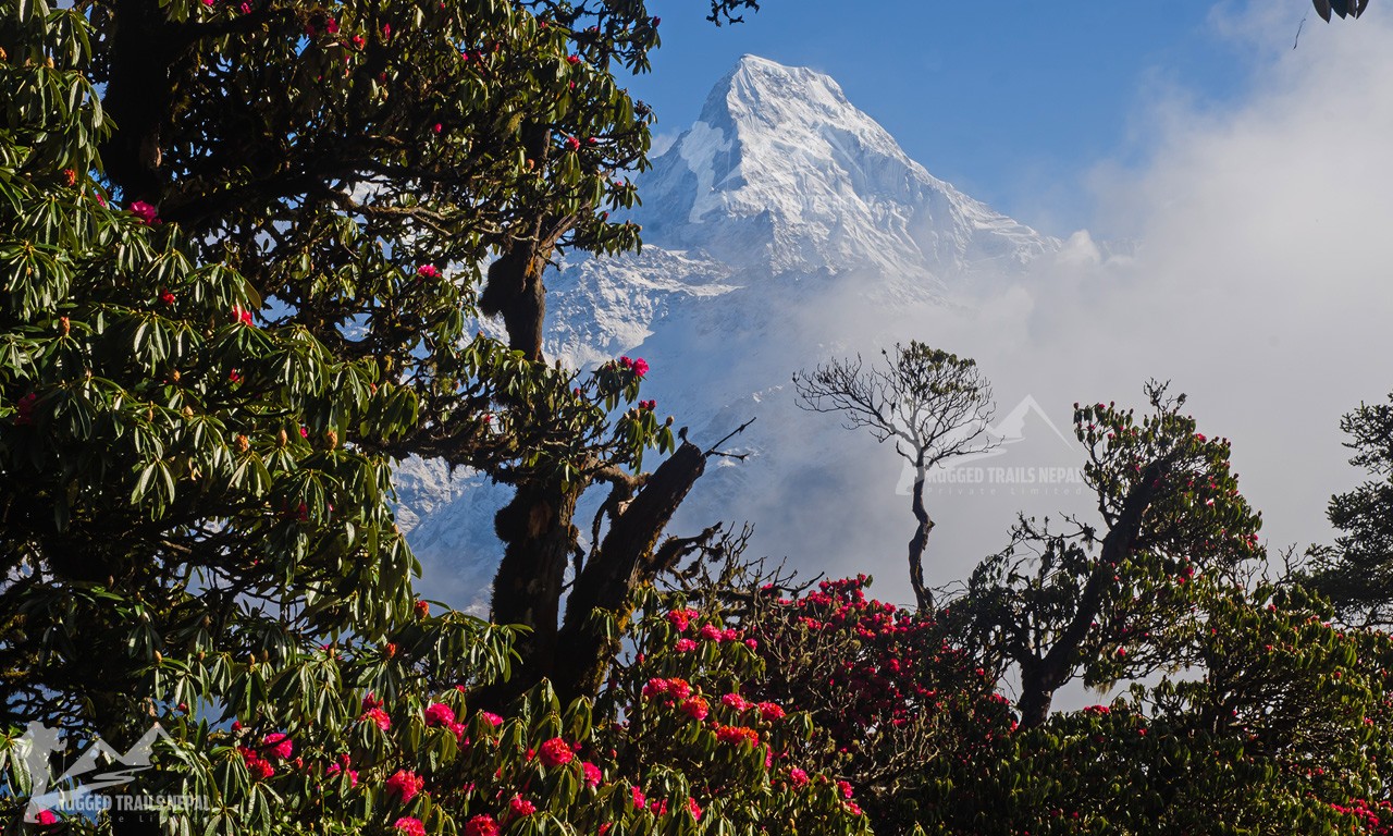 Vibrant blooming red rhododendrons framing a snow-covered Annapurna South mountain peak during the spring season in Ghorepani, Nepal.