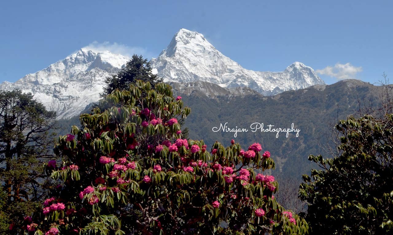 ghorepani poon hill trekking rhododendrons photos