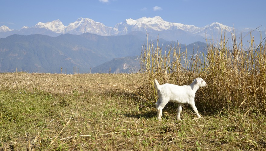 annapurna ghale gaun trek