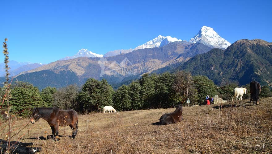 ghorepani poon hill trek landscapes