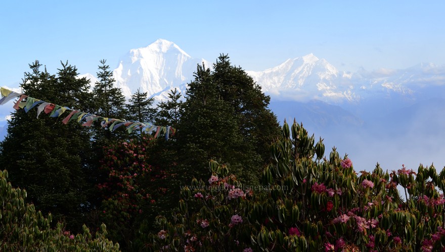 ghorepani spring trek