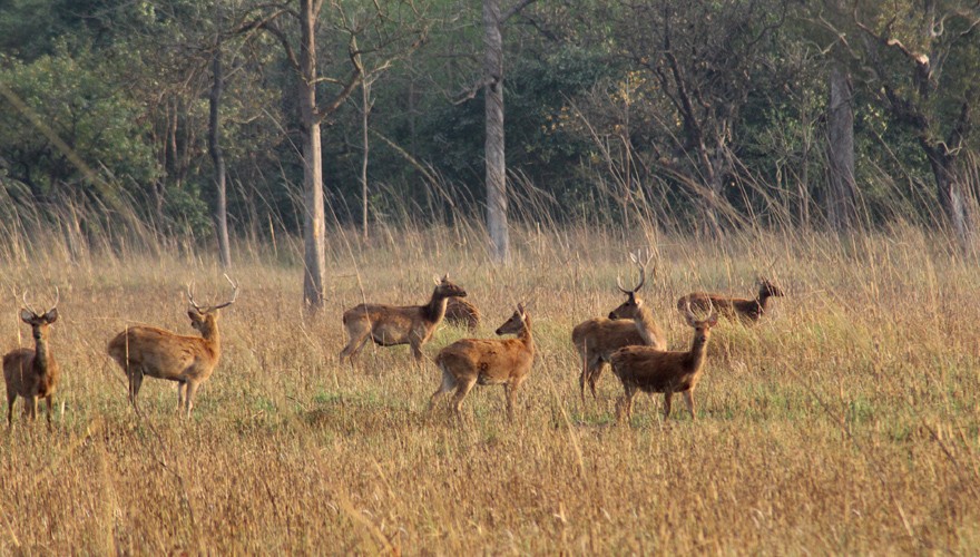 jungle safari tour nepal