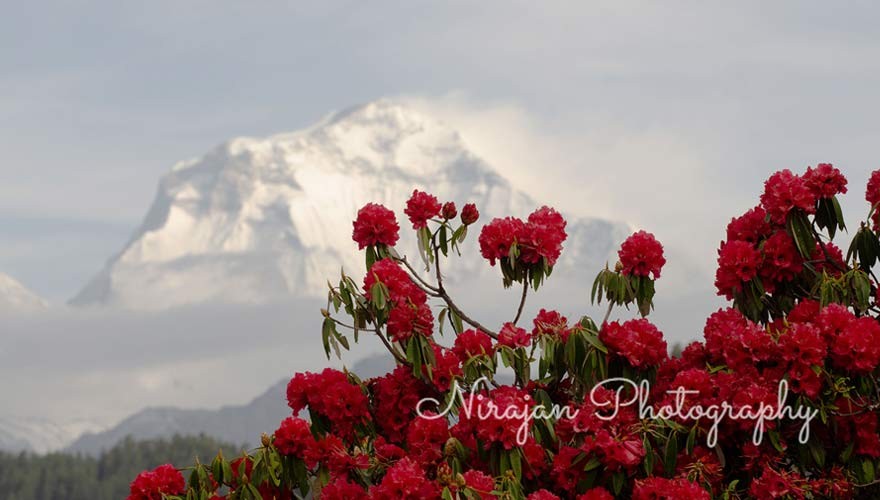 mohare danda spring trek nepal