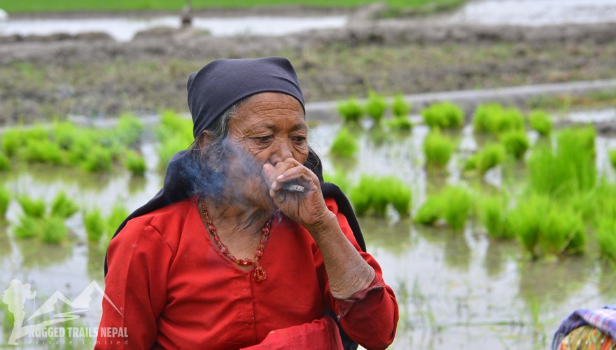 nepal paddy plantation tour monsoon