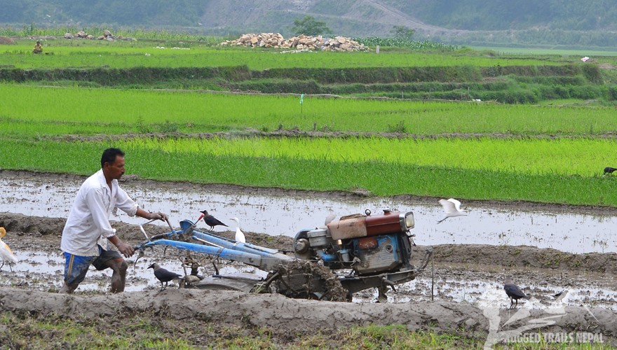 paddy plantation tour nepal