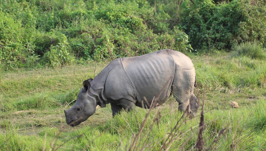 safari tour in nepal chitwan