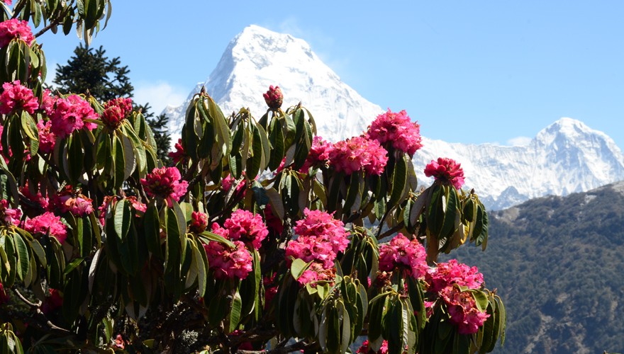 short trek in nepal ghorepani ghandruk