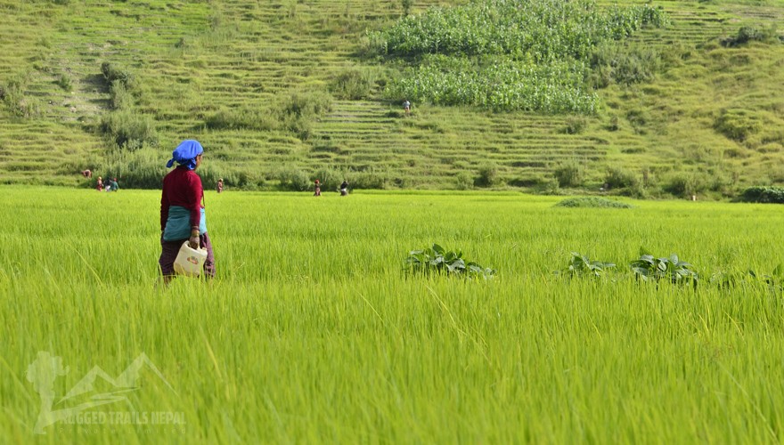 village farming volunteering nepal