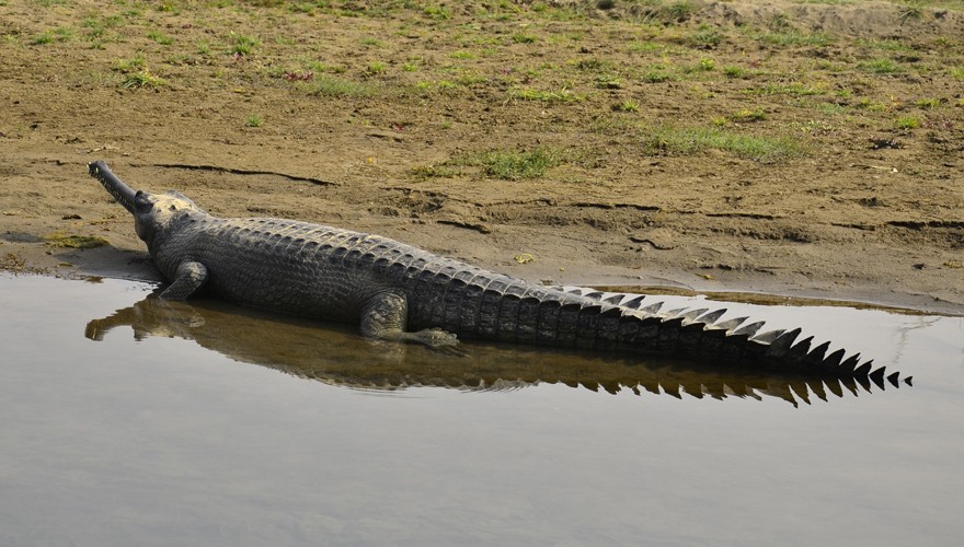 wild life tour nepal