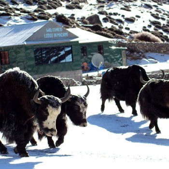 everest 3 high passes trekking base camp