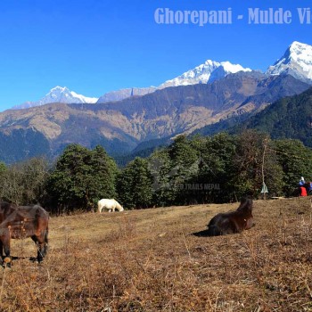 ghorepani mulde dobato trek