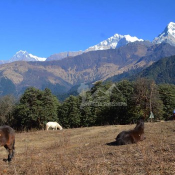 ghorepani poon hill hiking trail