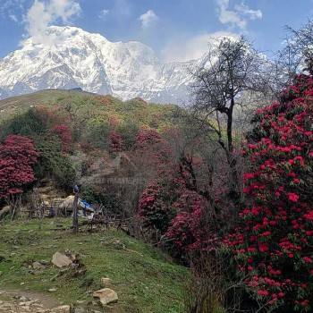 mardi himal trek-spring season