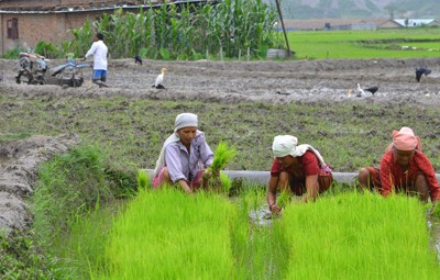 nepal monsoon season paddy plantation tour