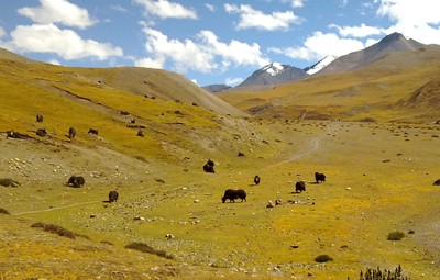 upper dolpo trekking