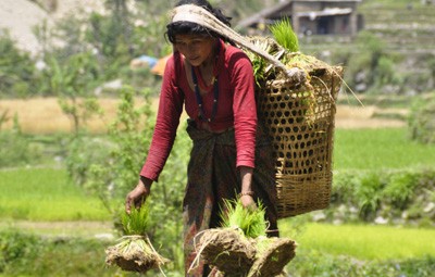 village farming sustainable