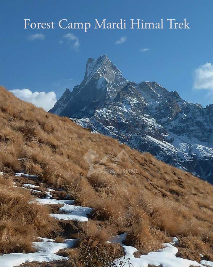 forest camp mardi himal trek