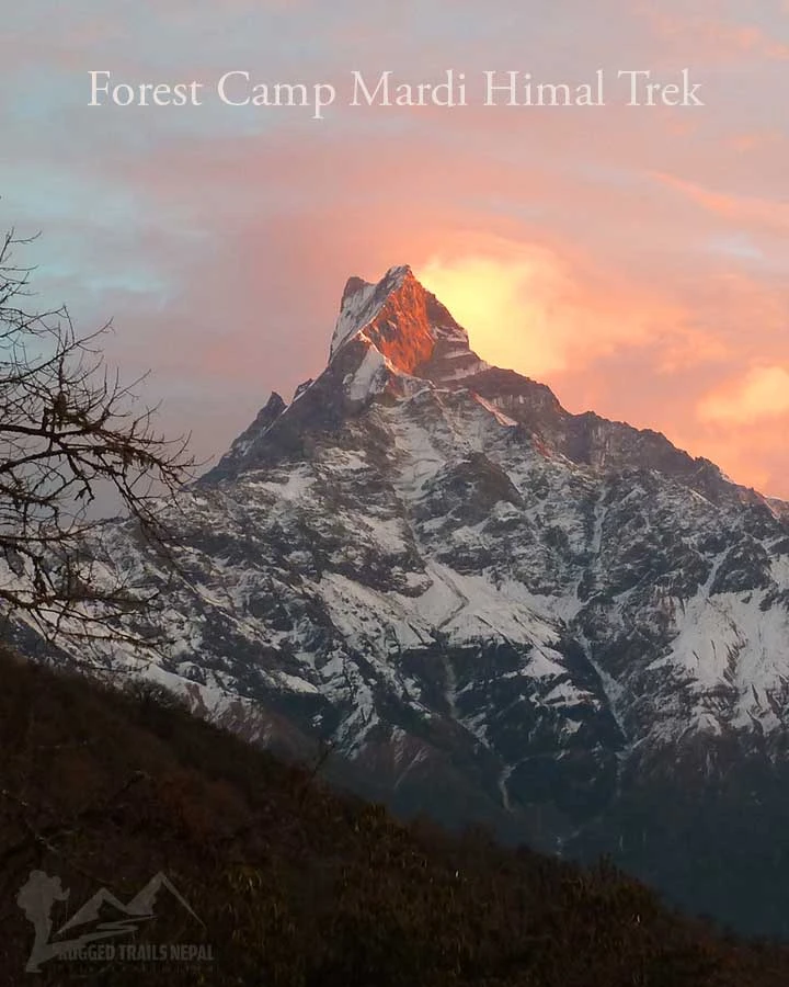 forest camp mardi himal base camp trek